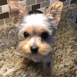 Meet your Posher, Lisa